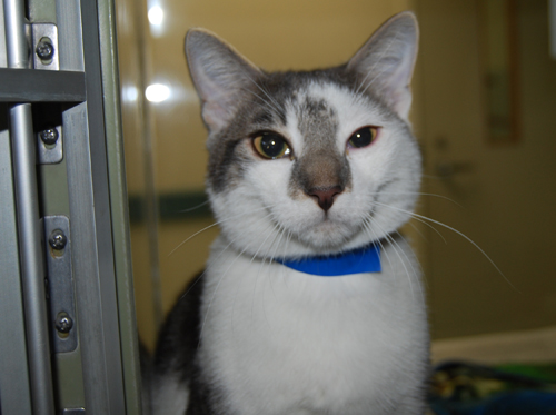 Pet of Week 11-30-11  PHOTO ORion 417278