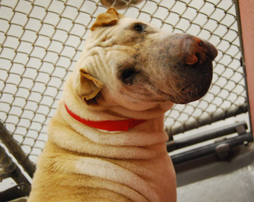 Lola Pet of Week dog adopting