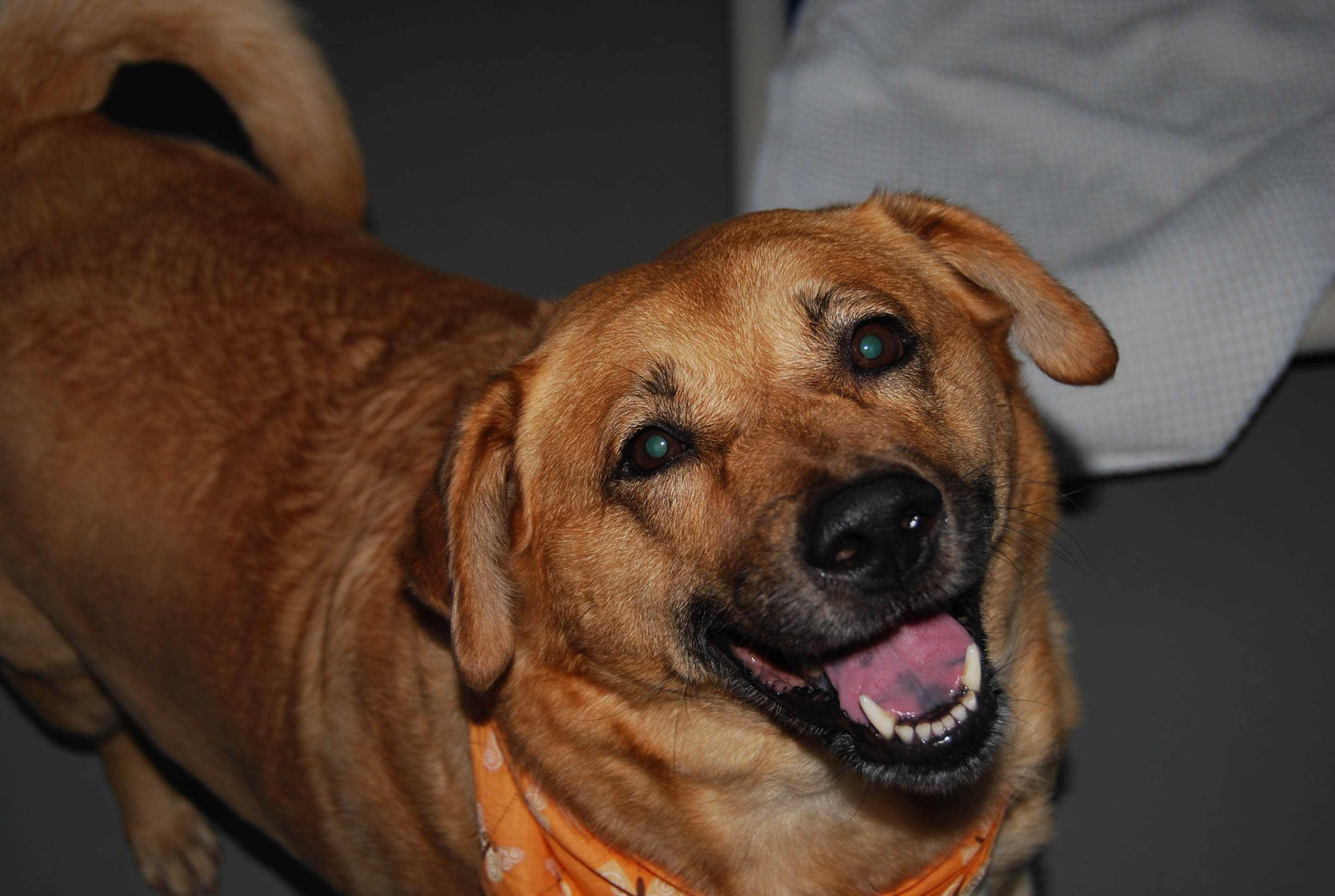 Pet of the Week 10-05-11