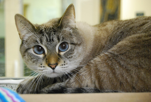 Pet of the week 12-07-11 PHOTO
