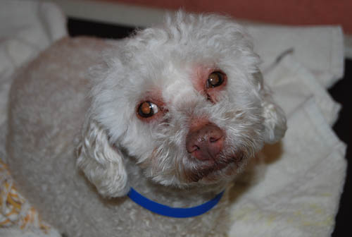 Pet of week 11-9-11