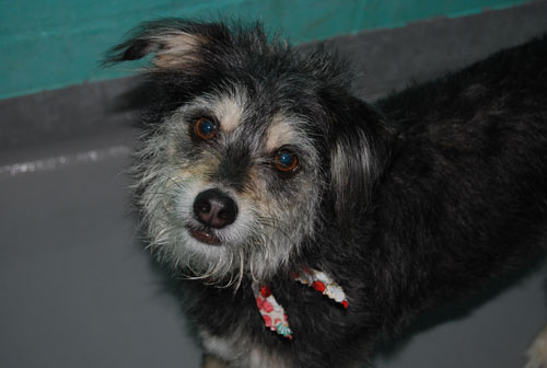 Jett pet of teh week