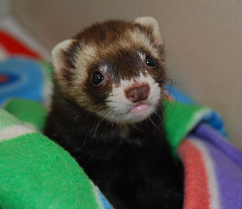 Pet of week PHOTO 11-16-11 Somoa 434982