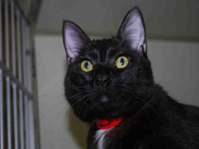 Pipsqueak adopt a cat