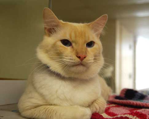 Romeo-445459.jpg