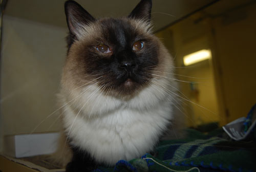 Winston-447728-cat