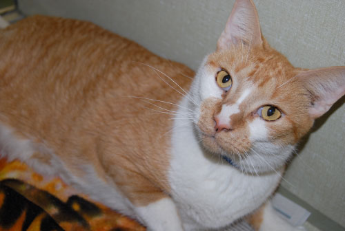 Pet of the week