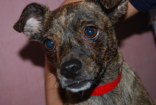 Jezzie Pet of the week