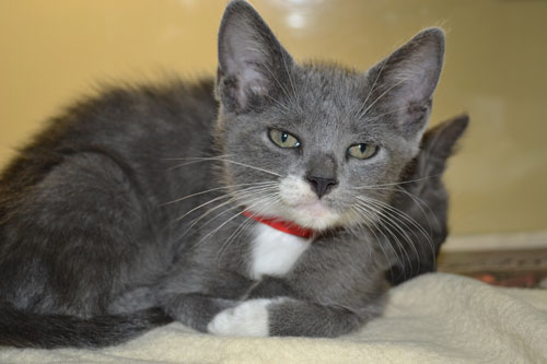 Prissy-451816.jpg