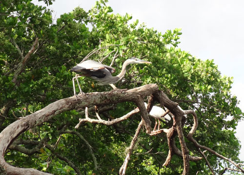 bird