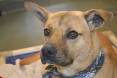 Pet-Dog-Titan wants to rule your world-808-530-450-80