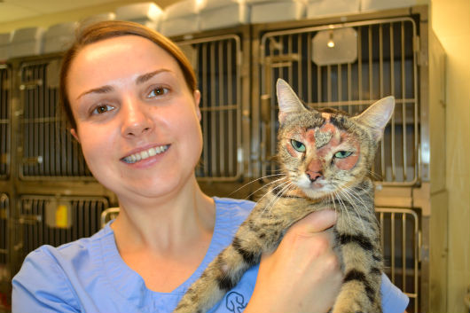 Pets in need
