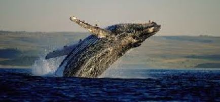 Southern Right Whale