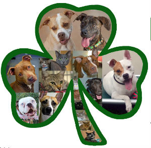 St Pitties  Kitties 2014