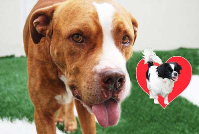 Trevor loves Trixie  the duo would like to find a home where they can stay together