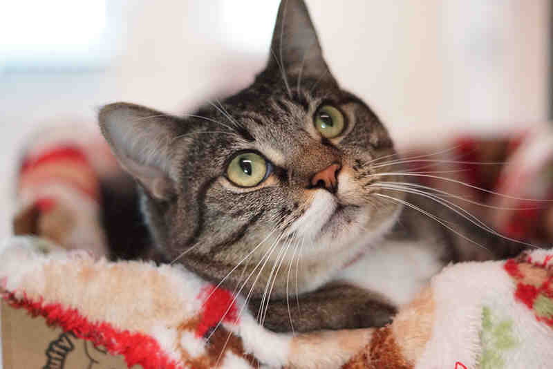 cat