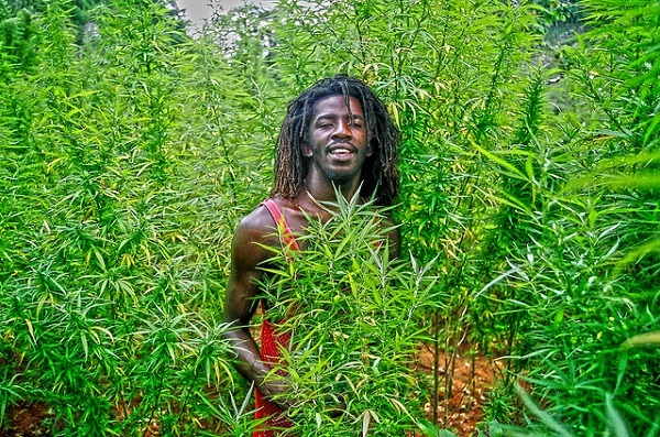 legal pot in jamaica