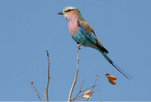 lilac-breasted roller