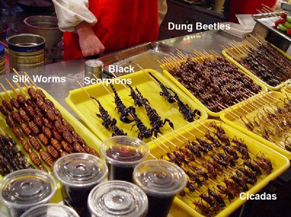 dung beetles