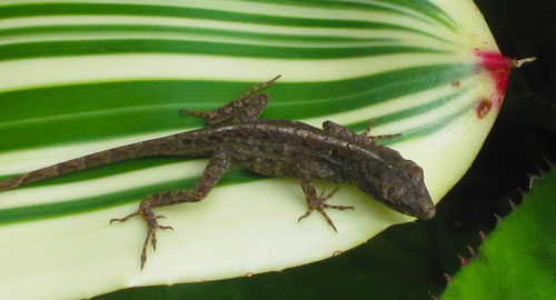A-newt