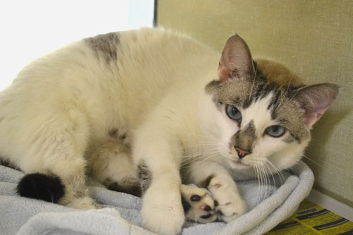 Aphrodite-Adopt-me-and-there-is-no-adoption-fee