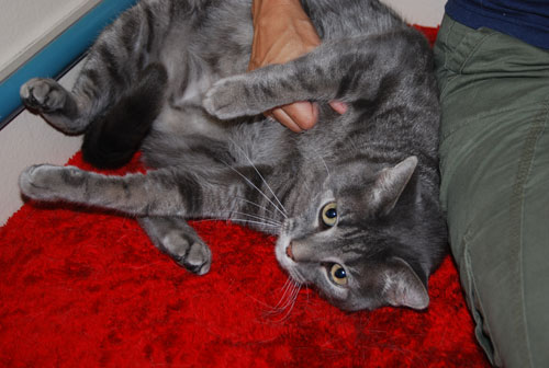 Armond-loves-to-be-pet