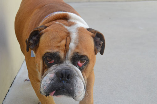 Butch-A455663