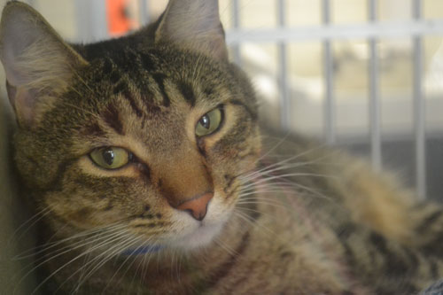 Charlie---Adopt-Me--there-is-no-fee