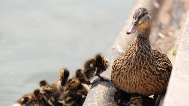 Feral-ducks-plague-South-Florida-town