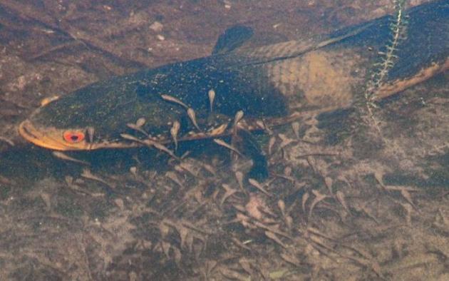 Florida-in-invasive-fish-fight