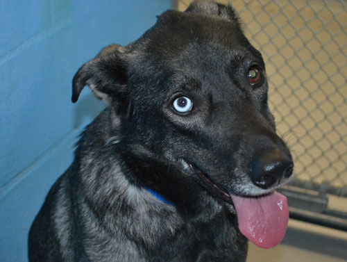 Ripley-365811-believe-it-or-not-will-love-you