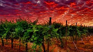 Washington State Wine Country 2imagesCALLS6CW