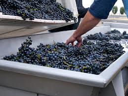 Washington State Wine Harvest 1images
