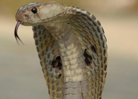 Woman-survives-cobra-bite