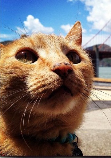 cat