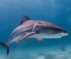 Florida to protect four shark species