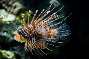 Invasive-lionfish