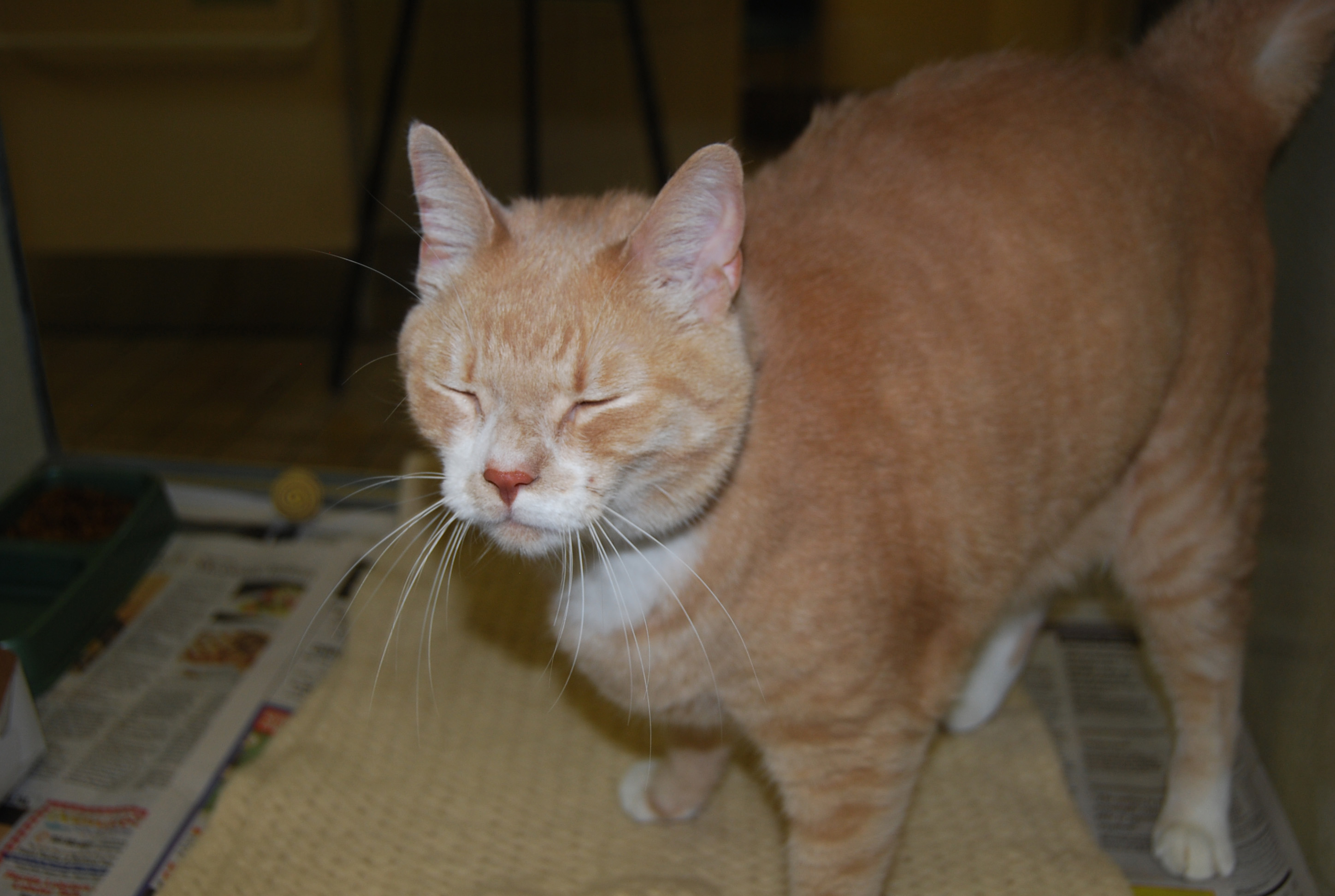 Pet of week PHOTO 9-28-11