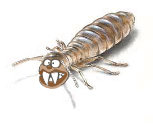 termite2