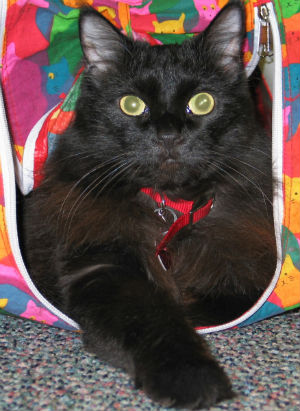 Black Cat